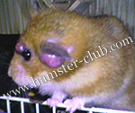 hamster cancer / tumour